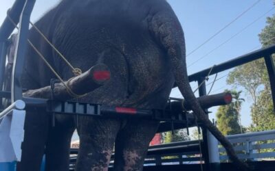 High Hopes and Elephant Backsides