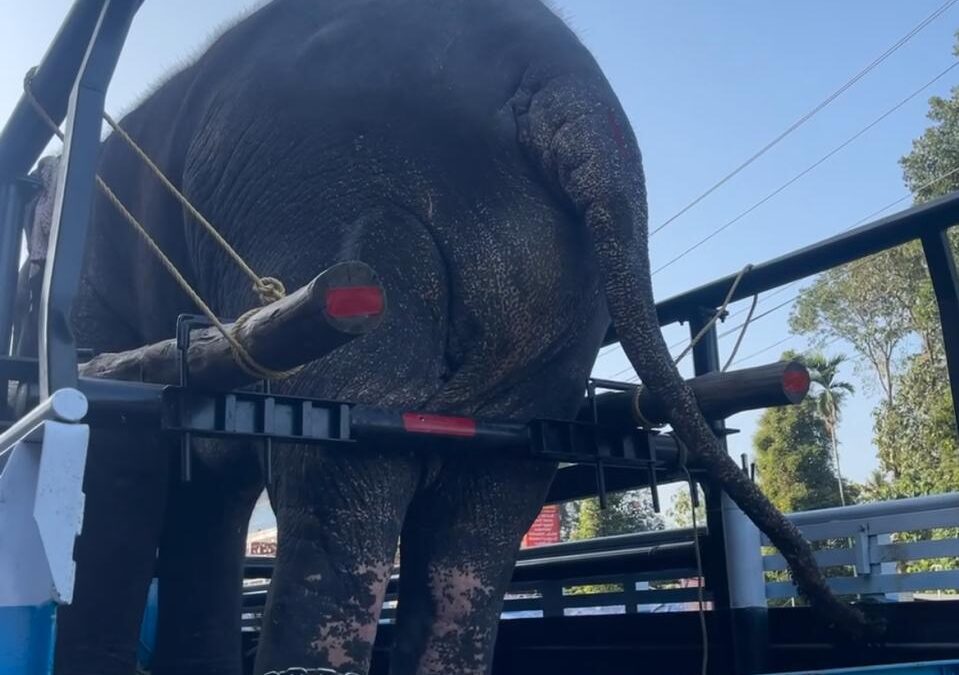 High Hopes and Elephant Backsides